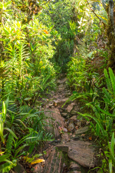 罗赖马山,平顶山,平顶山区,canaima,罗赖马州,委内瑞拉,垂直画幅,南美,无人,户外