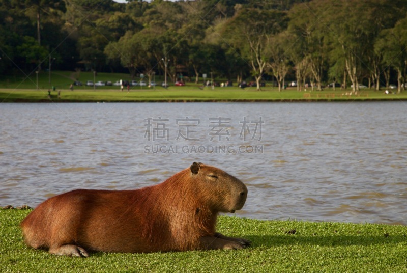 水豚,湖,装饰鸭,库里蒂巴,巴拉那洲,巴西人,公园,水平画幅,鸟类,旅行者