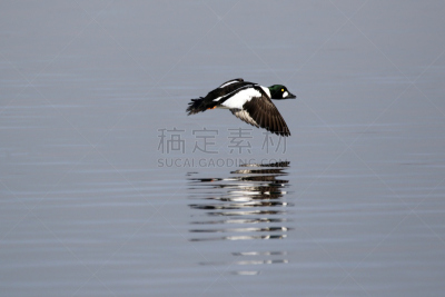 黄金眼,水,颈,水平画幅,鸟类,动物身体部位,翅膀,喙,低的,动物肢和翼