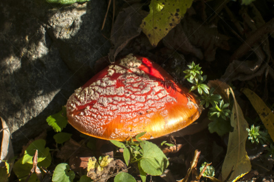 红色,有毒生物体,蘑菇,自然,真菌,伞形毒菌,水平画幅,秋天,无人,特写