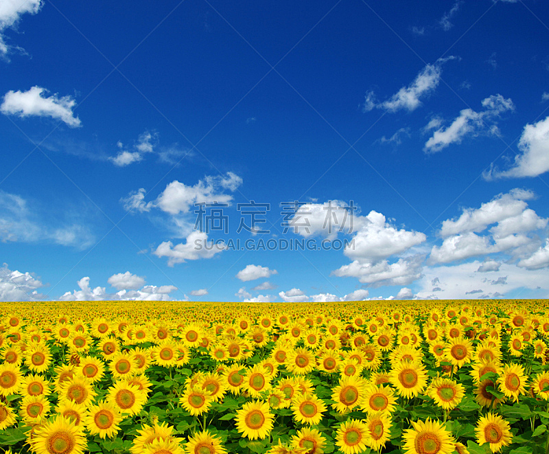 向日葵,自然,天堂,水平画幅,无人,蓝色,夏天,黄色,种子,农场