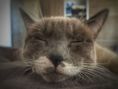 猫,坐膝盖上,润须,哺乳纲,宠物,水平画幅,无人,睡觉,摄影