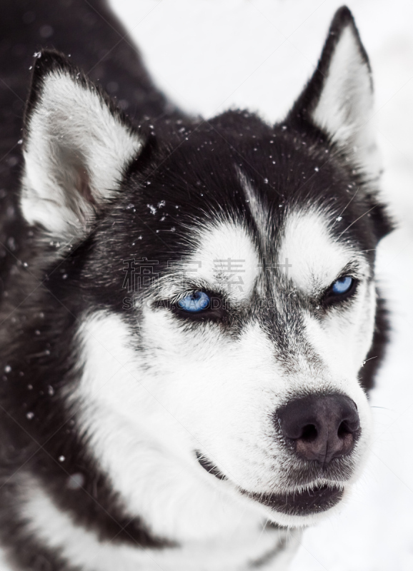 狗,西伯利亚哈士奇犬,注视镜头,垂直画幅,猎人,捕猎行为,雪,肖像,户外,爱斯基摩犬