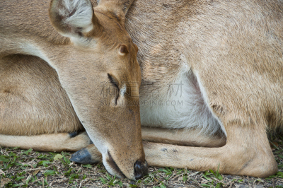 brow-antlered deer,缅甸猫,雄鹿,公园,褐色,缅甸,水平画幅,动物身体部位,野外动物,户外