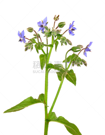琉璃苣,垂直画幅,菜园,无人,健康保健,香料,芦笋,仅一朵花,草药,草本