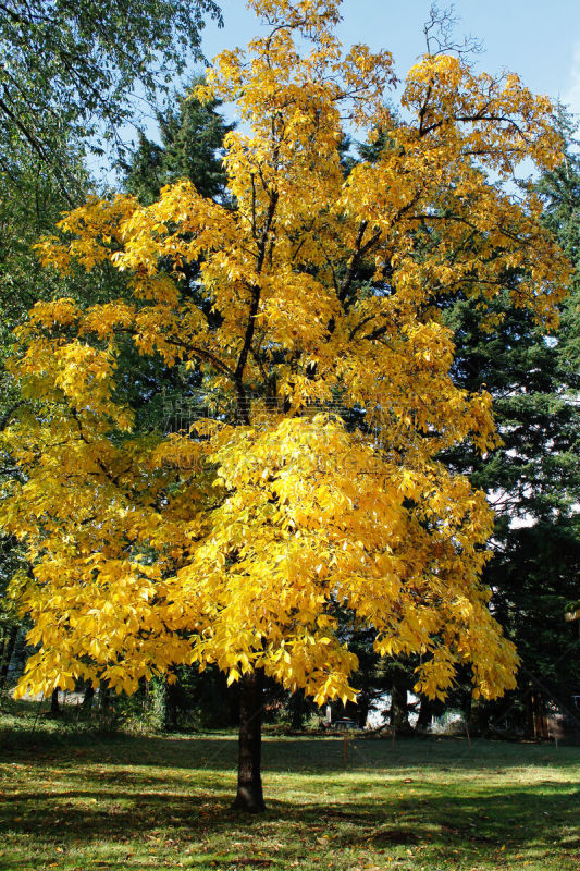 叶子,hickory trees,垂直画幅,秋天,无人,2015年,户外,树,摄影