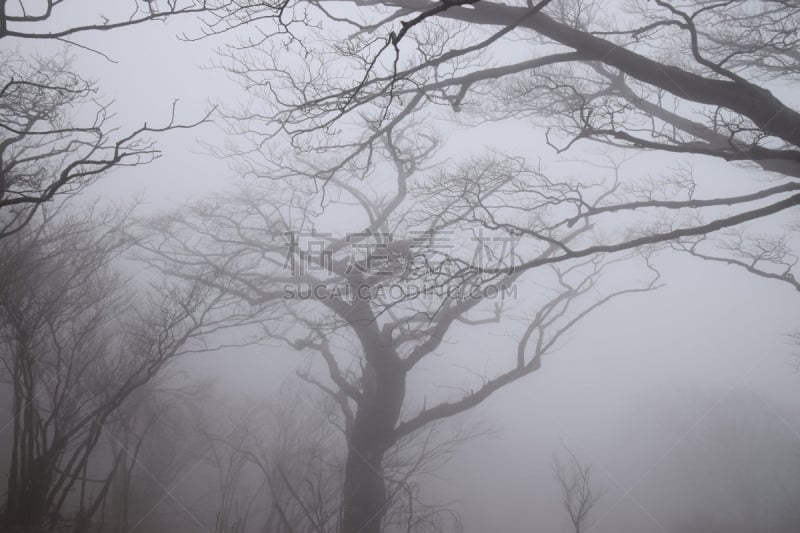 怪异,森林,daisen,水平画幅,山,无人,摄影