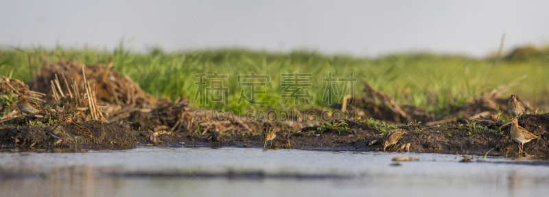 鹬,绘画艺术品,杓鹬,黑尾鹬,莎草,矶鹞,自然,褐色,野生动物,水平画幅