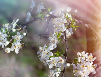 花朵,果树,选择对焦,美,水平画幅,樱花,无人,研磨器,户外,开花时间间隔