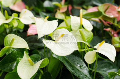 花烛属,男孩,火烈鸟百合,肉穗花序,自然,水平画幅,无人,户外,自然美,植物