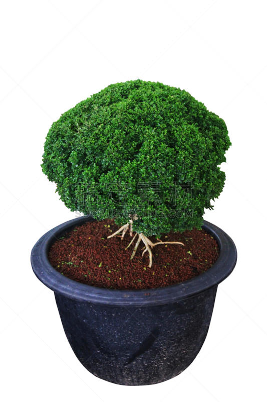矮小的植物,维纳尔,垂直画幅,枝繁叶茂,小的,无人,比例,红色,热,植物