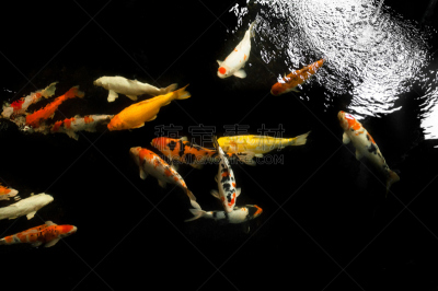 锦鲤,鱼类,多色的,水景花园,水,美,水平画幅,巨大的,户外,湖