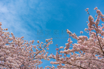 樱桃树,季节,目黑河,日本,东京,2020,灯笼,运动,目黒区,樱桃