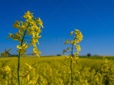 油菜花,田地,云景,波兰,波兰语,云,农场,螺旋弹簧,户外,草地