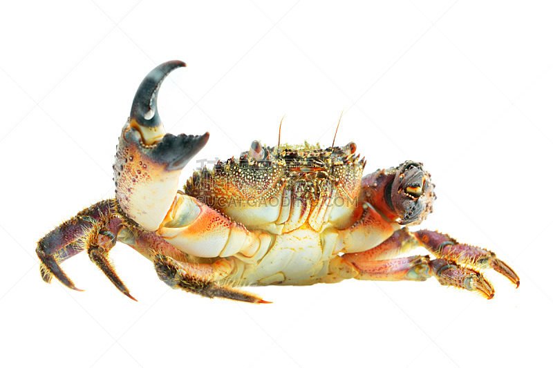 螃蟹,分离着色,有疣的,石头,色彩鲜艳,褐色,水平画幅,蓝色,膳食,海产