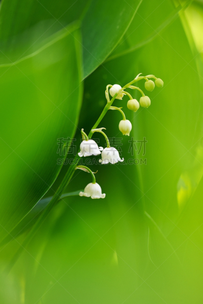 铃兰,自然,垂直画幅,公园,绿色,小的,无人,户外,野生植物,野花
