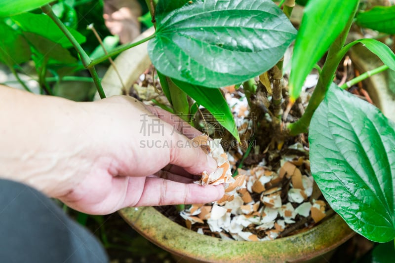 碾碎了的,卵,有机食品,手,植物群,接力赛,动物食性,坚果壳,肥料,水平画幅