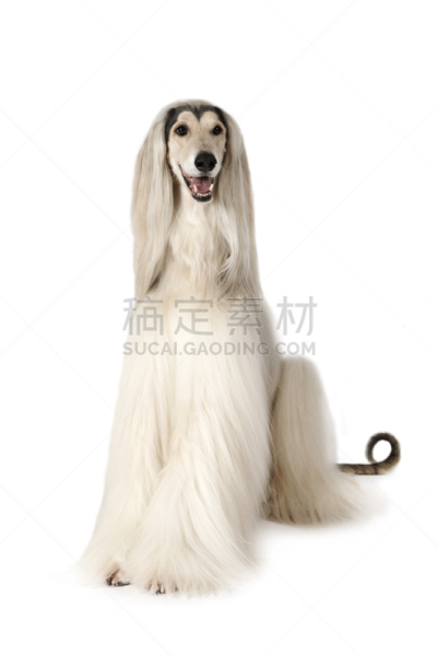 狗,白色背景,分离着色,阿富汗猎犬,垂直画幅,美,无人,猎犬,长发,哺乳纲