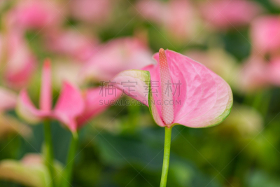 肉穗花序,仅一朵花,雨林,特写,花烛属,自然,水平画幅,无人,户外,自然美