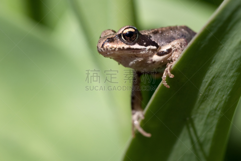 叶子,绿色,棕色树蛙,背景,立陶宛共和国,自然,好奇心,图像,青蛙,小的