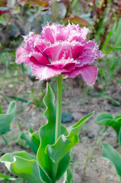 有花边的郁金香,垂直画幅,美,郁金香,无人,刘海,古典式,决胜点,夏天