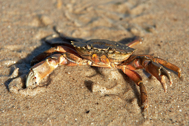 条纹食草蟹,自然,野生动物,海滩,水平画幅,沙子,动物,户外,爪,摄影