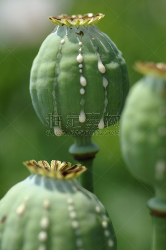 动物头,自然,垂直画幅,无人,夏天,户外,草药,草本,植物,彩色图片