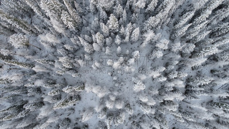 雪,科罗拉多州,松树,航拍视角,暴风雨,洛矶山脉,水平画幅,无人,当地著名景点,针叶树