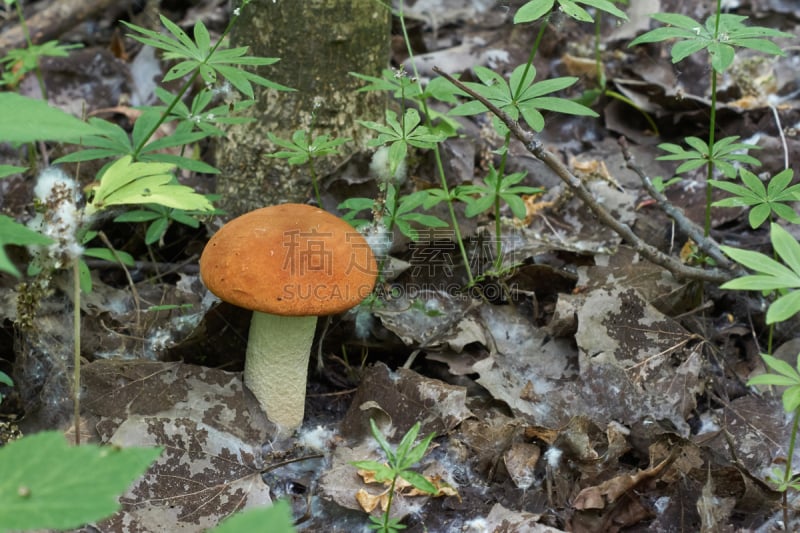 食用菌,菌丝,植物叶柄,Porcini Mushroom,褐色,水平画幅,素食,膳食,夏天,生长