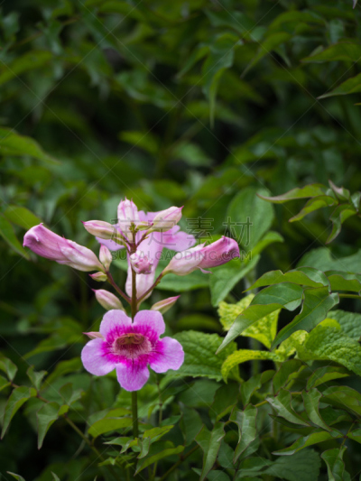 粉色,凌霄花,垂直画幅,美,毛地黄,spa美容,夏天,木兰纲,特写,泰国