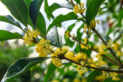 十月,黄色,桂花,花头,茶树,芳香的,水平画幅,无人,夏天,特写