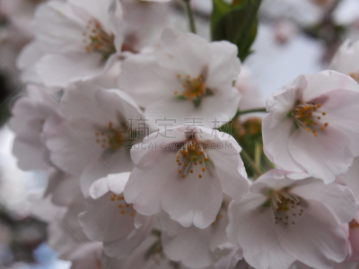 樱花,角馆,日本,秋田,水平画幅,旅行者,开花时间间隔,著名景点,风景,东北片区