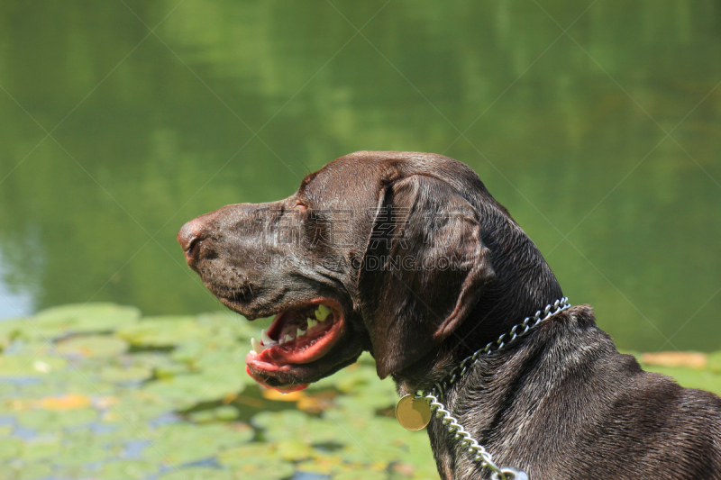 德国短毛犬,褐色,纯种犬,水平画幅,家畜,无人,波音达猎犬,雄性动物,幼小动物,犬科的