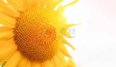美,水平画幅,无人,夏天,户外,特写,泰国,前景聚焦,向日葵籽,彩色背景
