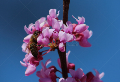 蜜蜂,花朵,嗡嗡响的,工蜂,螫针,丹佛,雄蕊,科罗拉多州,一个物体,翅膀