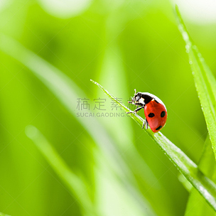 草,红色,瓢虫,绿色,自然,小的,动物学,斑点,夏天,生物学