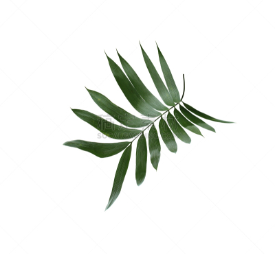 背景分离,白色背景,绿色,分离着色,棕榈叶,复叶,泰国,芦荟,椰子,松树