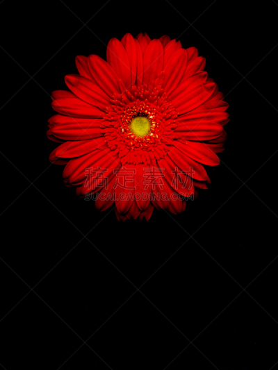 非洲菊,垂直画幅,红色,植物,非洲雏菊,无人,2015年,布尔语,雏菊,黑色背景