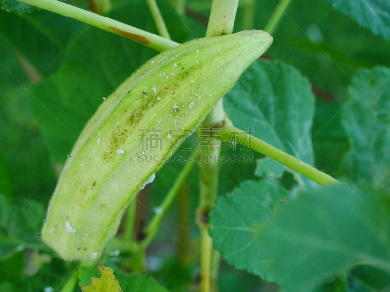 叶子,蚜虫,绿色,特写,农业,蔬菜,清新,比例,棉,泰国