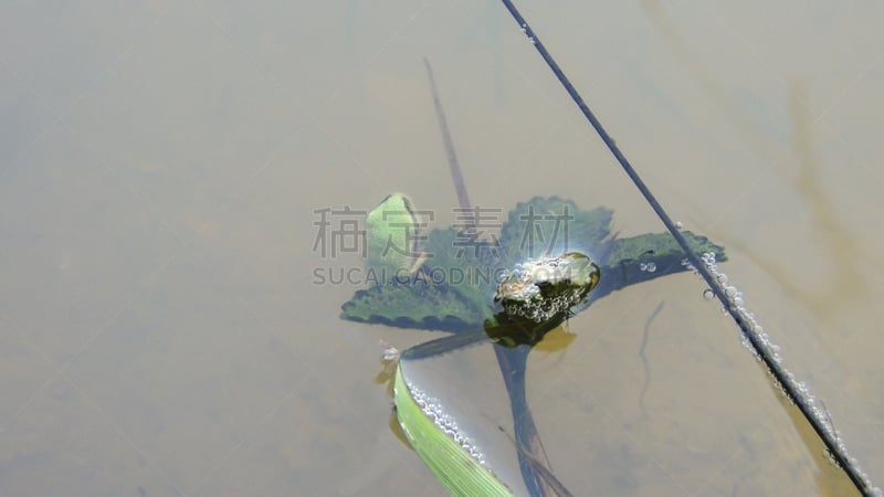 蝌蚪,树蛙,红腹树蛙,水黾,褐色,水平画幅,湖,叶子,泥,自然