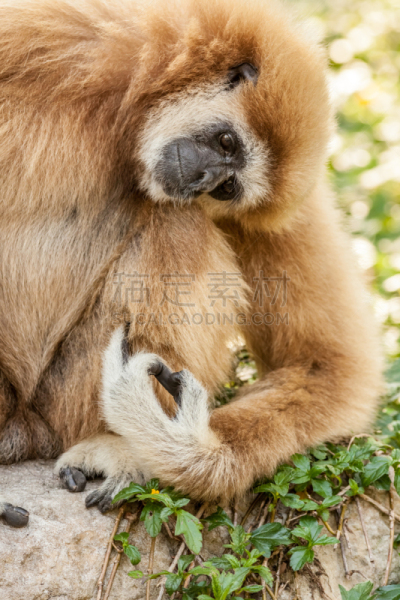 长臂猿,北,白色,动物的臂,动物手,垂直画幅,无人,猴子,动物身体部位,野外动物