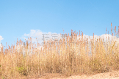 天空,干的,芦苇,褐色,蓝色,风,夏天,湖,草,明亮