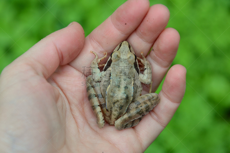 敏捷,青蛙,蛙,蛙科,爬虫学,蟾蜍,泥泞的,褐色,水平画幅,动物学