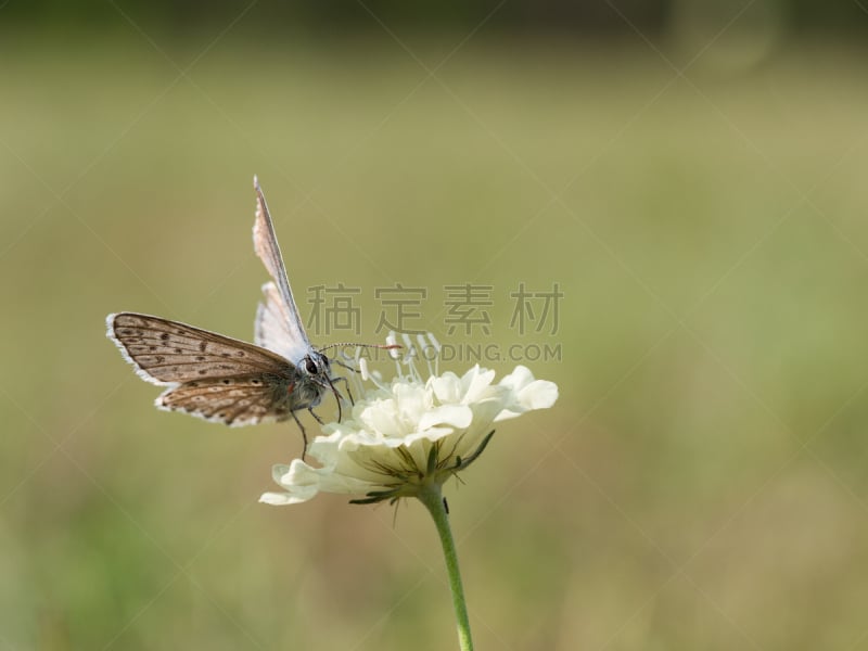 灰蝶科,蝴蝶,蓝色,克里顿眼灰蝶,家庭,生物学,野生动物,环境,鳞翅类,翅膀