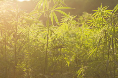 种植园,绿色,工业,大特写,黑市,蒙得维的亚,耙,热霾,乌拉圭,迷幻艺术