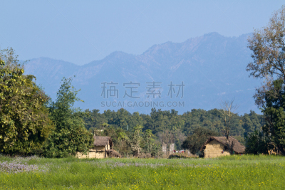 偏远的,尼泊尔,特莱,居住区,水平画幅,奇旺,芜菁,芸苔,无人,户外