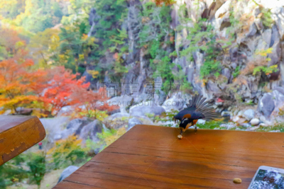 秋天,叶子,层云峡,当地著名景点,著名景点,自然美,枫叶,背景,枫树,日本
