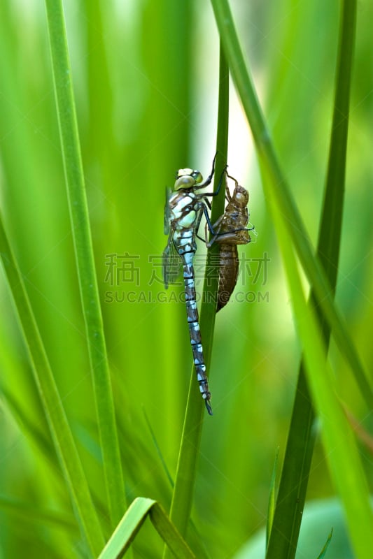 蓝晏蜓,水景花园,垂直画幅,野生动物,蜻蜓,无人,夏天,户外,池塘,幼虫