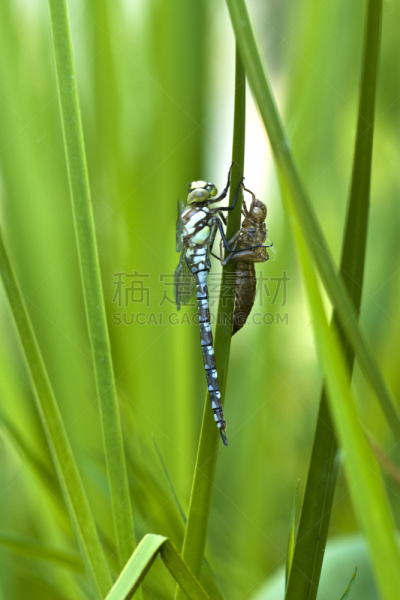 蓝晏蜓,水景花园,垂直画幅,野生动物,蜻蜓,无人,夏天,户外,池塘,幼虫