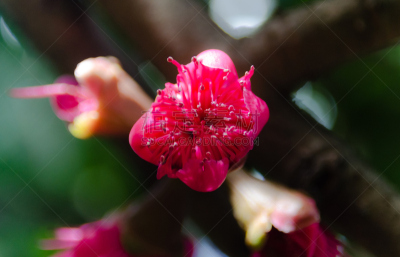 舒服,苹果,玫瑰,自然,水平画幅,可爱的,茶花,无人,夏天,特写